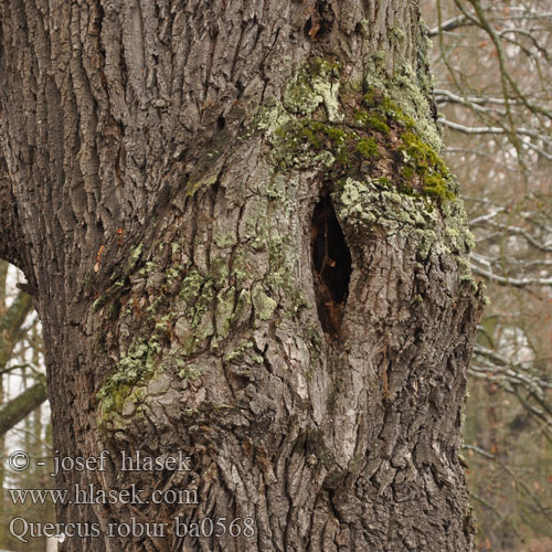 Quercus robur Common Oak Pedunculate tigfrukta kverko