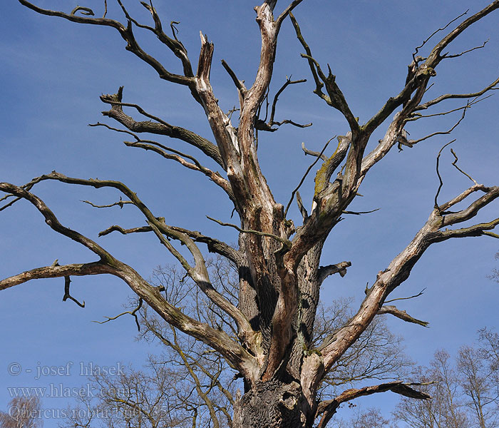 Quercus robur letný Dub letní Farnia Sommereik