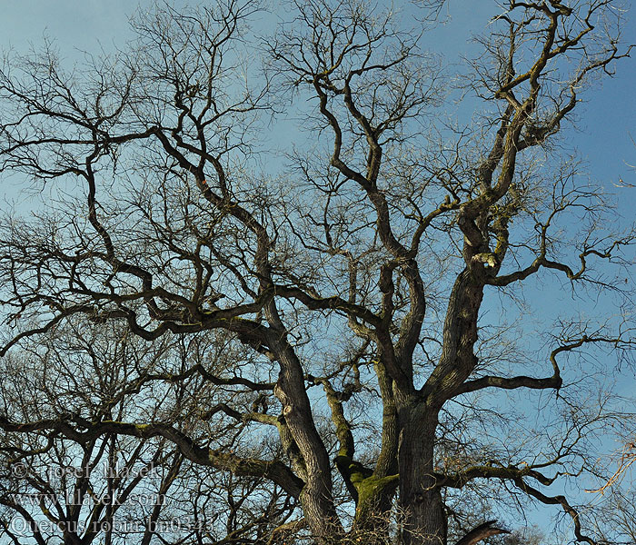 Quercus robur Dąb szypułkowy Metsätammi Ek träd