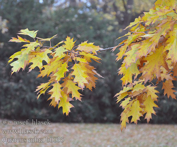 Quercus rubra borealis Roteiche Rød-Eg Northern Red Oak