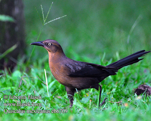 Quiscalus mexicanus Vlhovec velkoocasý Dohlengrackel Kragegrackel Zanate Mexicano Mayor Clarinero grande Pitkäpyrstöturpiaali Quiscale longue queue Gracchio messicano オナガクロムクドリモドキ Langstaarttroepiaal Storhaletrupial Wilgowron meksykański Лодкохвостый кассик Trupiálovec člnkochvostý Mexikobåtstjärt