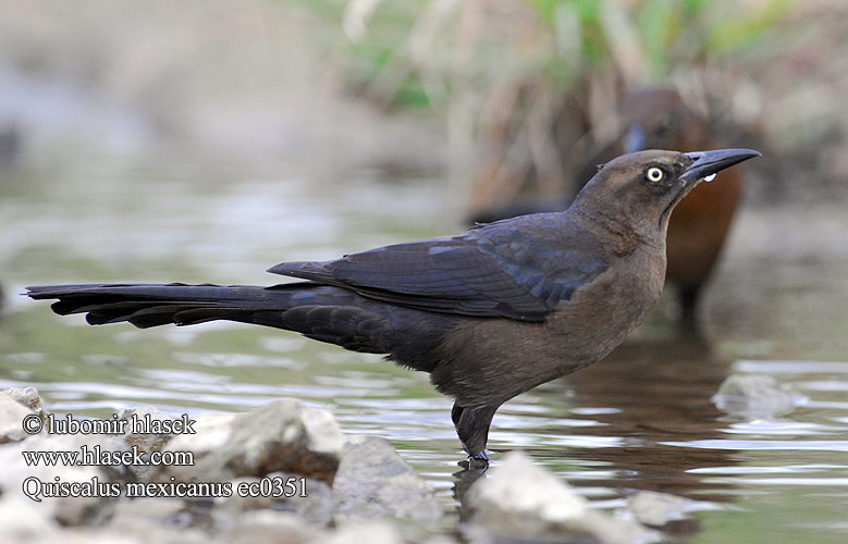 Quiscalus mexicanus ec0351