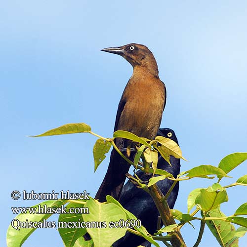 Dohlengrackel Kragegrackel Zanate Mexicano Mayor Clarinero grande Pitkäpyrstöturpiaali Quiscale longue queue Gracchio messicano オナガクロムクドリモドキ Langstaarttroepiaal Storhaletrupial Wilgowron meksykański Лодкохвостый кассик Trupiálovec člnkochvostý Mexikobåtstjärt Quiscalus mexicanus Vlhovec velkoocasý