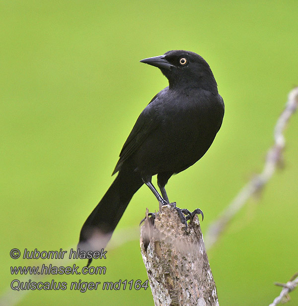 Quiscalus niger Gracula delle Grandi Antille アンチルクロムクドリモドキ