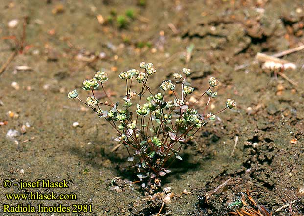 Radiola linoides Linum Allseed Csepplen Stozrník lnovitý