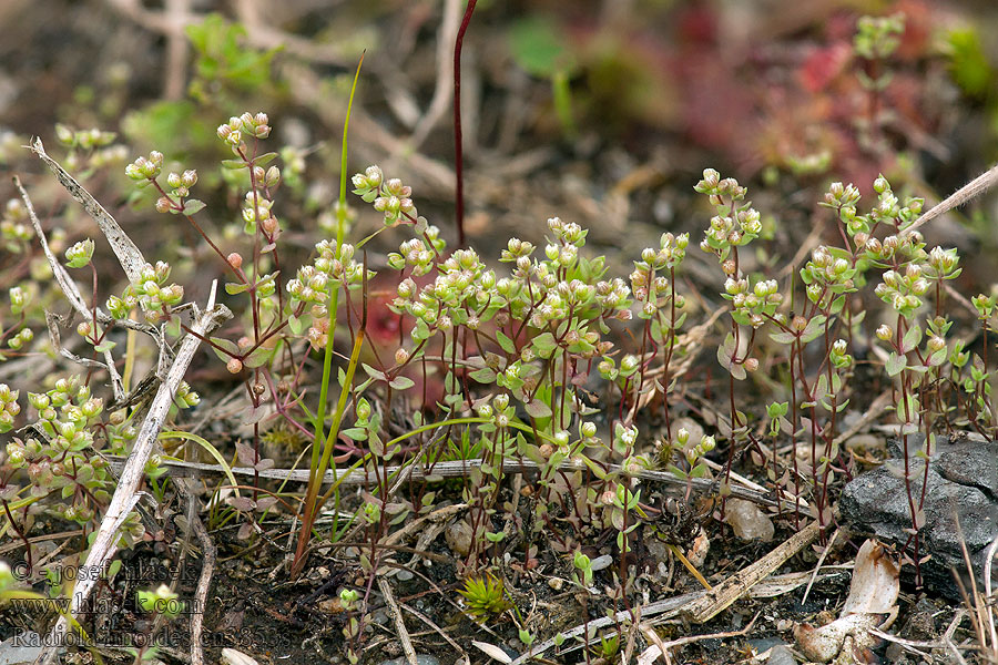 Radiola linoides