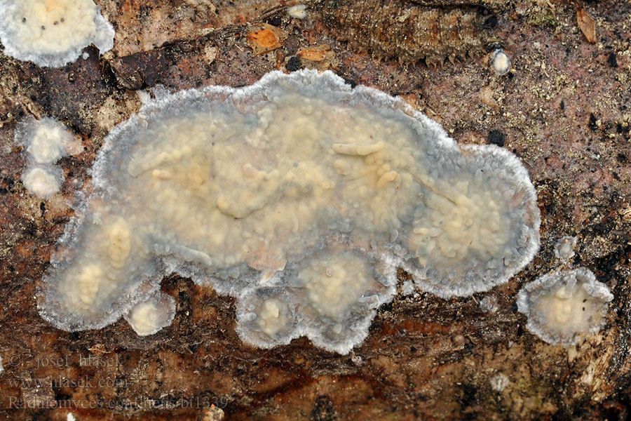 Radulomyces_confluens_bt1339