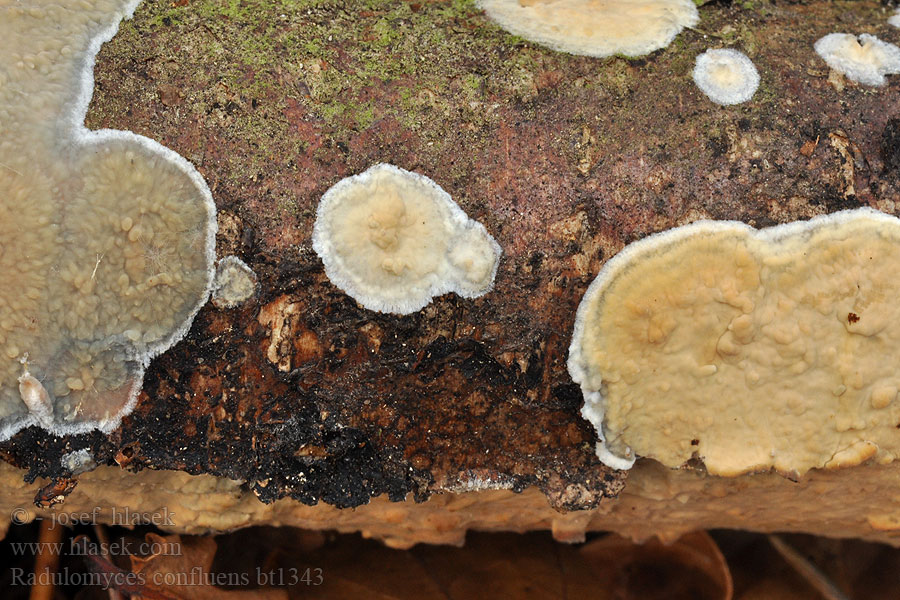 Radulomyces_confluens_bt1343