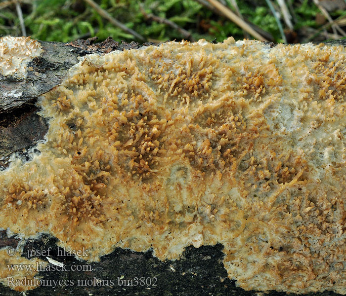 Radulomyces molaris Struhák blanitý Gezähnter Reibeisenpilz