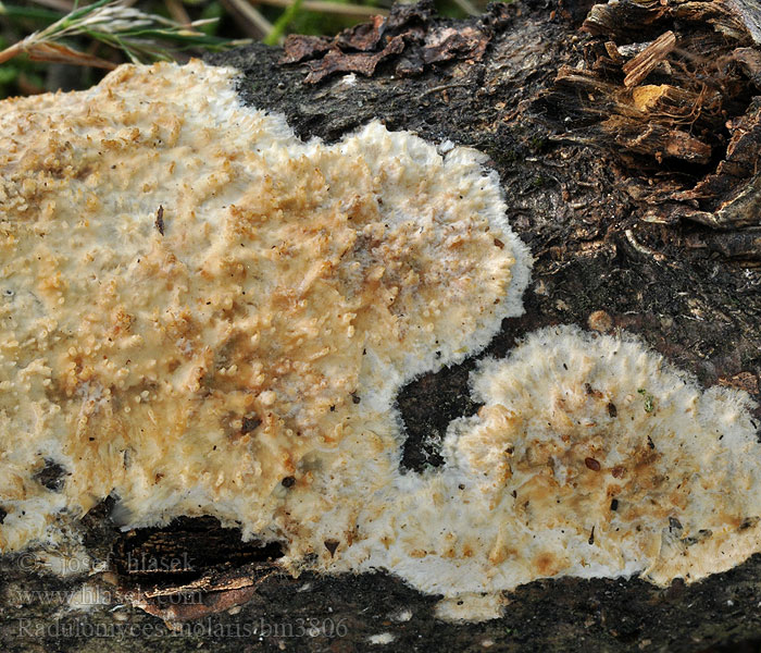 Radulomyces molaris Getande boomkorst Struháčik blanitý