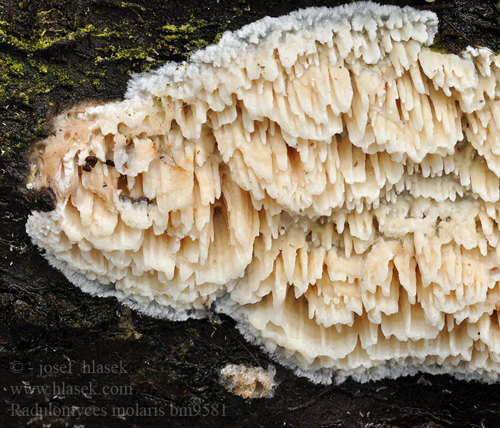 Radulomyces_molaris_bm9579