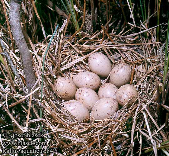 Пастушок クイナ مرعة الماء 흰눈썹뜸부기 Νεροκοτσέλα Frango-d'água Пастушок Su kılavuzu רלית Rallus aquaticus Water Rail Wasseralle Râle d'eau Rascón Europeo Chřástal vodní Vandrikse Waterral Luhtakana Porciglione Vannrikse Vattenrall 普通秧雞