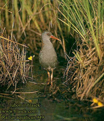 Su kılavuzu רלית Rallus aquaticus Water Rail Wasseralle Râle d'eau Rascón Europeo Chřástal vodní Vandrikse Waterral Luhtakana Porciglione Vannrikse Vattenrall 普通秧雞 Пастушок クイナ مرعة الماء 흰눈썹뜸부기 Νεροκοτσέλα Frango-d'água