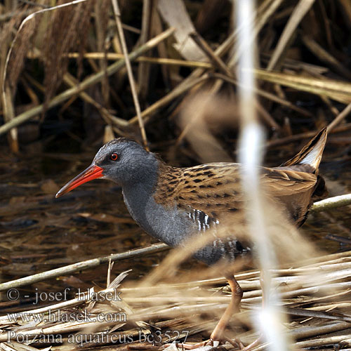 Water Rail Wasseralle Râle d'eau Rascón Europeo Chřástal vodní Vandrikse Waterral Luhtakana Porciglione Vannrikse Vattenrall 普通秧雞 Пастушок クイナ مرعة الماء 흰눈썹뜸부기 Νεροκοτσέλα Frango-d'água Su kılavuzu רלית Rallus aquaticus