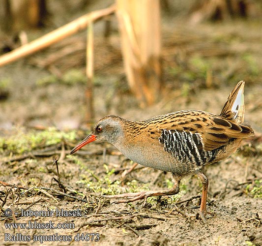 Chriašteľ vodný Frango-d'água Su kılavuzu רלית Rallus aquaticus Water Rail Wasseralle Râle d'eau Rascón Europeo Chřástal vodní Vandrikse Waterral Luhtakana Porciglione Vannrikse Vattenrall 普通秧雞 Пастушок クイナ مرعة الماء 흰눈썹뜸부기 Νεροκοτσέλα