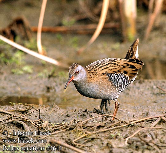 Water Rail Wasseralle Râle d'eau Rascón Europeo Chřástal vodní Vandrikse Waterral Luhtakana Porciglione Vannrikse Vattenrall 普通秧雞 Пастушок クイナ مرعة الماء 흰눈썹뜸부기 Νεροκοτσέλα Chriašteľ vodný Frango-d'água Su kılavuzu רלית Rallus aquaticus