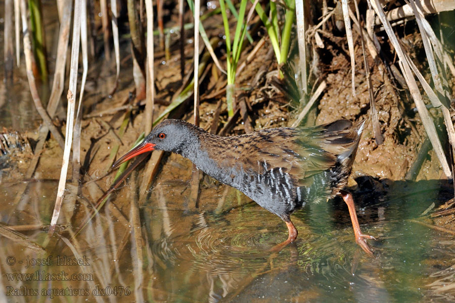 Rallus aquaticus