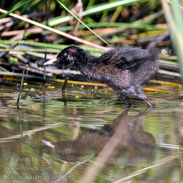 Rallus aquaticus Water Rail Wasseralle Chřástal vodní