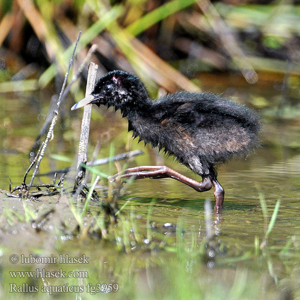 Rallus aquaticus Water Rail Wasseralle Chřástal vodní