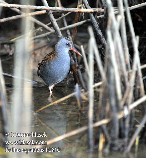 Vandrikse Waterral Luhtakana Porciglione Vannrikse Vattenrall 普通秧雞 Пастушок クイナ مرعة الماء 흰눈썹뜸부기 Νεροκοτσέλα Chriašteľ vodný Frango-d'água Su kılavuzu רלית Rallus aquaticus Water Rail Wasseralle Râle d'eau Rascón Europeo Chřástal vodní