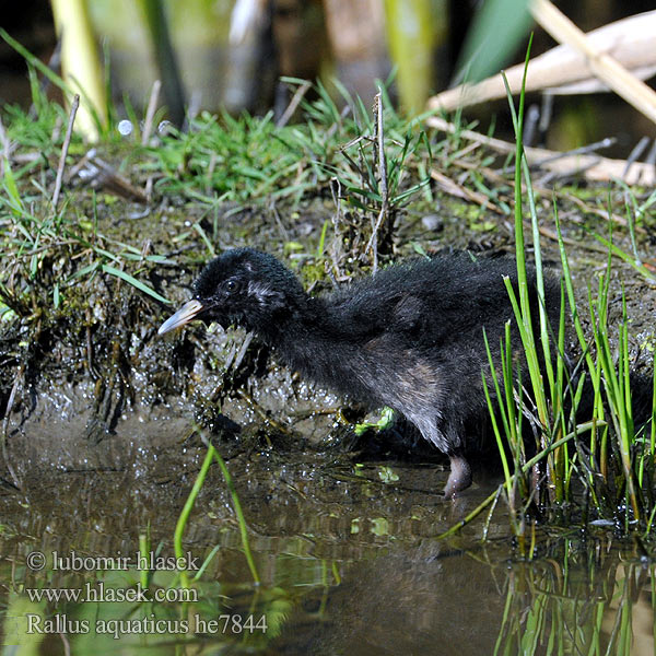 Rallus aquaticus Water Rail Wasseralle Chřástal vodní