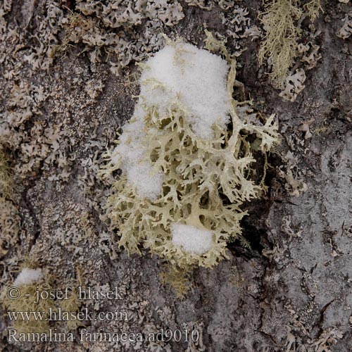 Ramalina farinacea Rožďovka pomoučená Farinose cartilage lichen