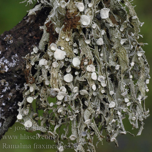 Ramalina fraxinea Rožďovka jasanová Stužkovec jasanový