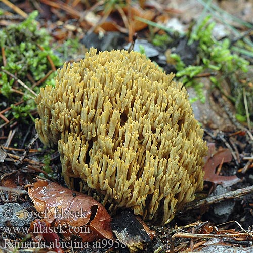 Ramaria abietina Kuřátka zelenající Greening Coral-fungus Grønntuppkorallsopp Grünende Grünfleckende Fichtenkoralle Fichten-Ziegenbart Fichtenziegenbart Clavaria ochraceovirens virescens Viherhaarakas Ramaire verdissante Groenwordende koraalzwam モエギホウキタケ（ Gałęziak zielonawy Strapačka jedľová Blånande fingersvamp