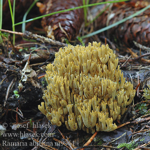 Ramaria abietina Grünende Grünfleckende Fichtenkoralle Fichten-Ziegenbart Fichtenziegenbart Clavaria ochraceovirens virescens Viherhaarakas Ramaire verdissante Groenwordende koraalzwam モエギホウキタケ（ Gałęziak zielonawy Strapačka jedľová Blånande fingersvamp Kuřátka zelenající Greening Coral-fungus Grønntuppkorallsopp