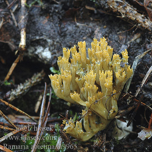 Ramaria abietina Clavaria ochraceovirens virescens Viherhaarakas Ramaire verdissante Groenwordende koraalzwam モエギホウキタケ（ Gałęziak zielonawy Strapačka jedľová Blånande fingersvamp Kuřátka zelenající Greening Coral-fungus Grønntuppkorallsopp Grünende Grünfleckende Fichtenkoralle Fichten-Ziegenbart Fichtenziegenbart