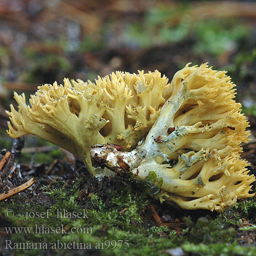 Ramaria abietina Groenwordende koraalzwam モエギホウキタケ（ Gałęziak zielonawy Strapačka jedľová Blånande fingersvamp Kuřátka zelenající Greening Coral-fungus Grønntuppkorallsopp Grünende Grünfleckende Fichtenkoralle Fichten-Ziegenbart Fichtenziegenbart Clavaria ochraceovirens virescens Viherhaarakas Ramaire verdissante