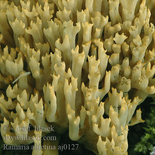 Ramaria abietina Strapačka jedľová Blånande fingersvamp Kuřátka zelenající Greening Coral-fungus Grønntuppkorallsopp Grünende Grünfleckende Fichtenkoralle Fichten-Ziegenbart Fichtenziegenbart Clavaria ochraceovirens virescens Viherhaarakas Ramaire verdissante Groenwordende koraalzwam モエギホウキタケ（ Gałęziak zielonawy