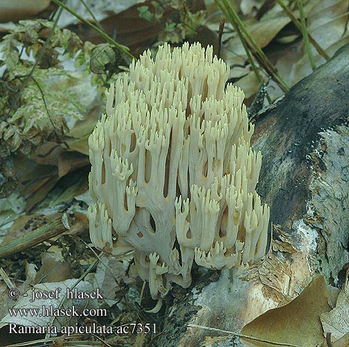 Ramaria apiculata Kuřátka nazelenalá zelenavá hrotnatá Grøntoppet koralsvamp Gruenspitzige Koralle 바늘싸리버섯 Piikkikärkihaarakas Sierlijke koraalzwam チャホウキタケモドキ Stubbekorallsopp Gröntoppig fingersvamp