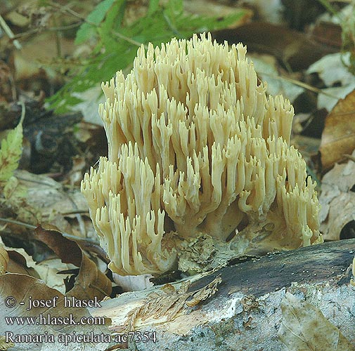 Ramaria apiculata ac7354