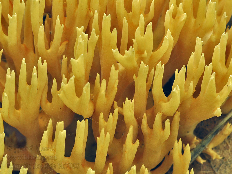 Slappe koraalzwam Koralówka zwiędła Strapačka kožovožltá