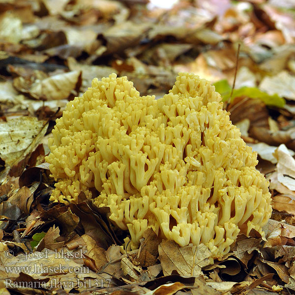 Ramaria flava Clavaria Kuřátka žlutá Pale-Yellow Coral Gul Koralsvamp Keltahaarakas Clavaire jaune Ramaire Gele koraalzwam Schwefelgelbe Zitronengelbe Koralle Gelbe Gul korallsopp Koralówka żółta Коралл жёлтый Strapačka žltá Gul fingersvamp