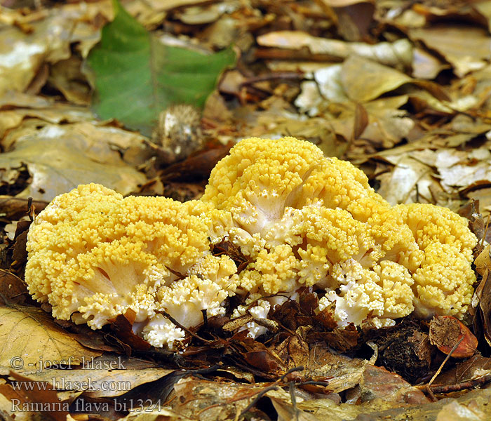 Ramaria flava bi1324