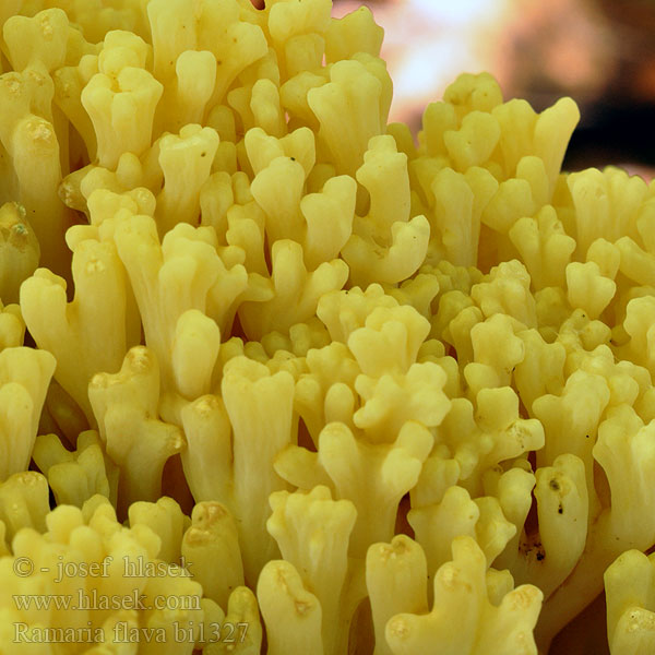 Ramaria flava bi1327