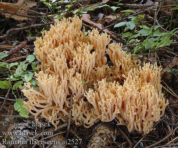 Ramaria flavescens Kuřátka nažloutlá žlutavá