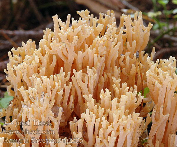 Ramaria flavescens aj2535