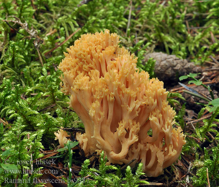 Ramaria flavescens Clavaire jaunissante