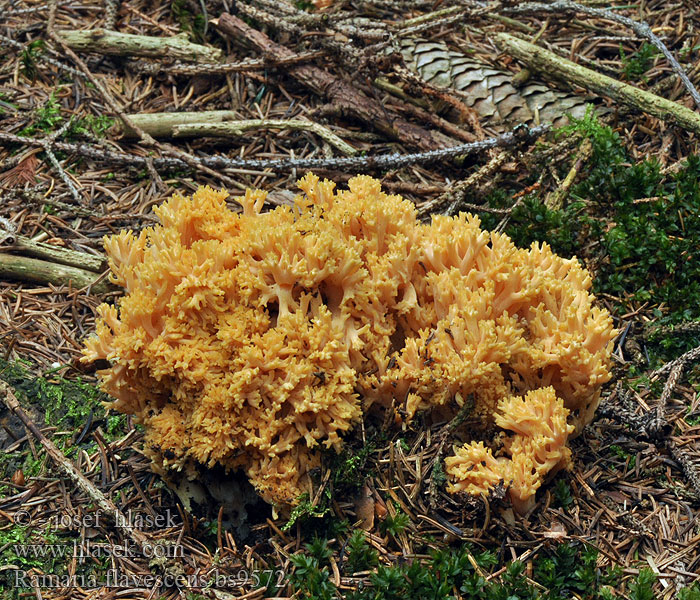 Ramaria flavescens Рамария желтеющая