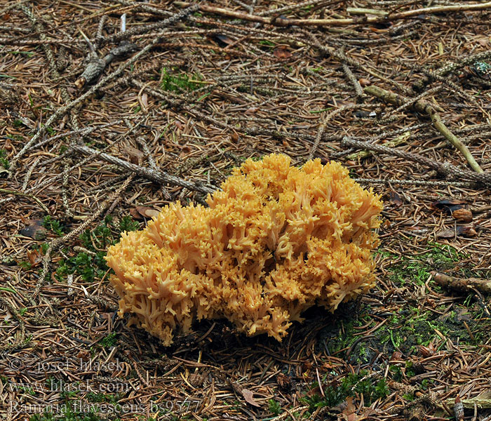 Ramaria flavescens Strapačka nedrobivá