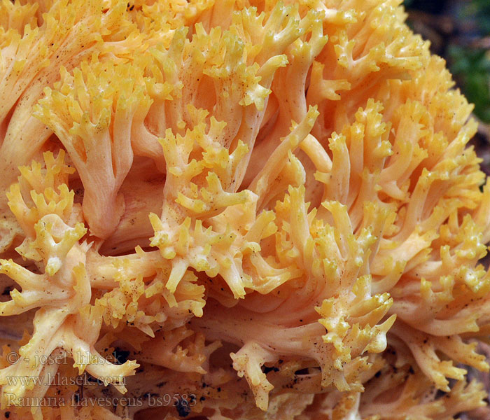 Ramaria_flavescens_bs9583