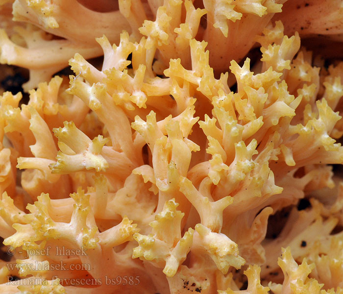 Ramaria_flavescens_bs9585