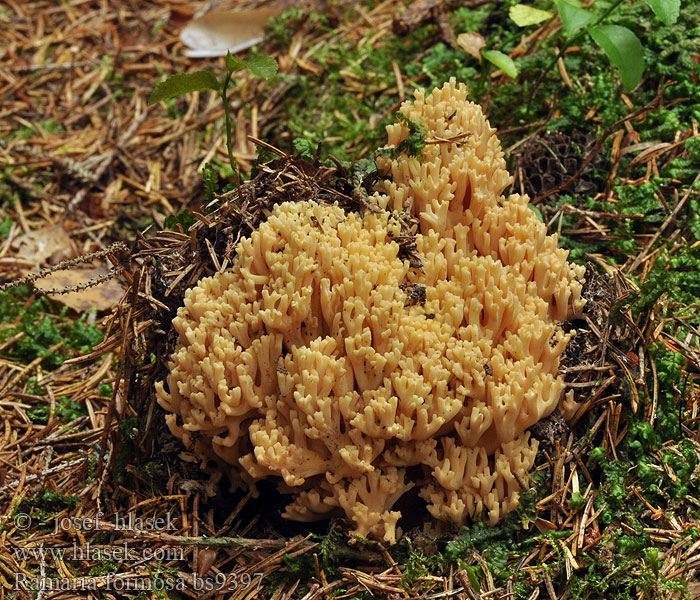 Ramaria formosa Kuřátka sličná Dreifarbige Schöne Koralle