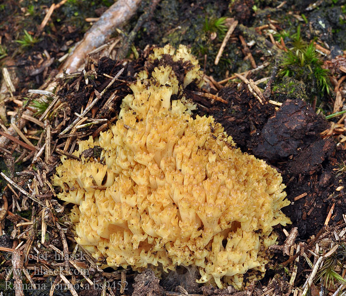 Ramaria_formosa_bs9452