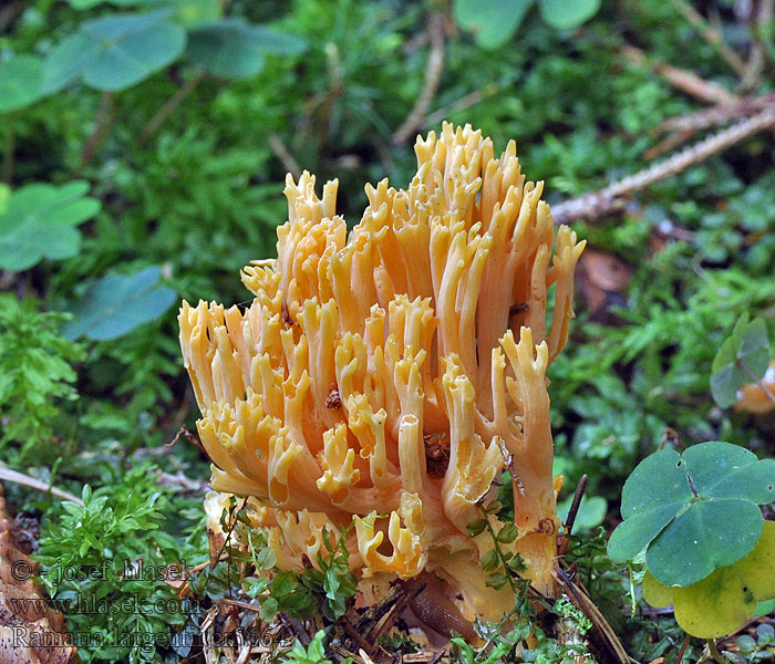 Ramaria largentii Kuřátka horská Orangefarbene