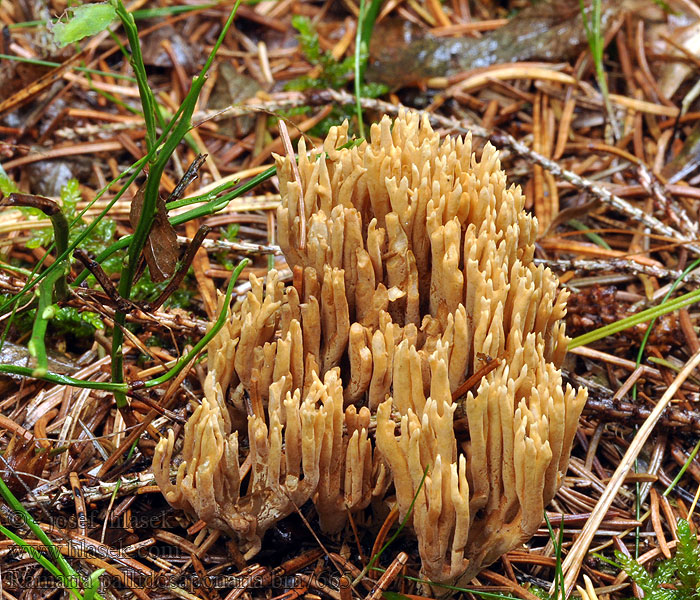 Ramaria pallidosaponaria