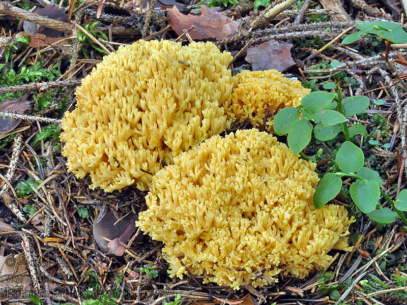 Ramaria pallidosaponaria